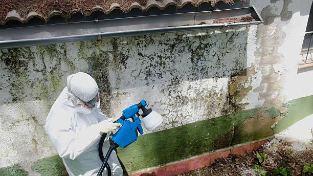 Top rated local Mold Testing specialists in Bridgman, MI